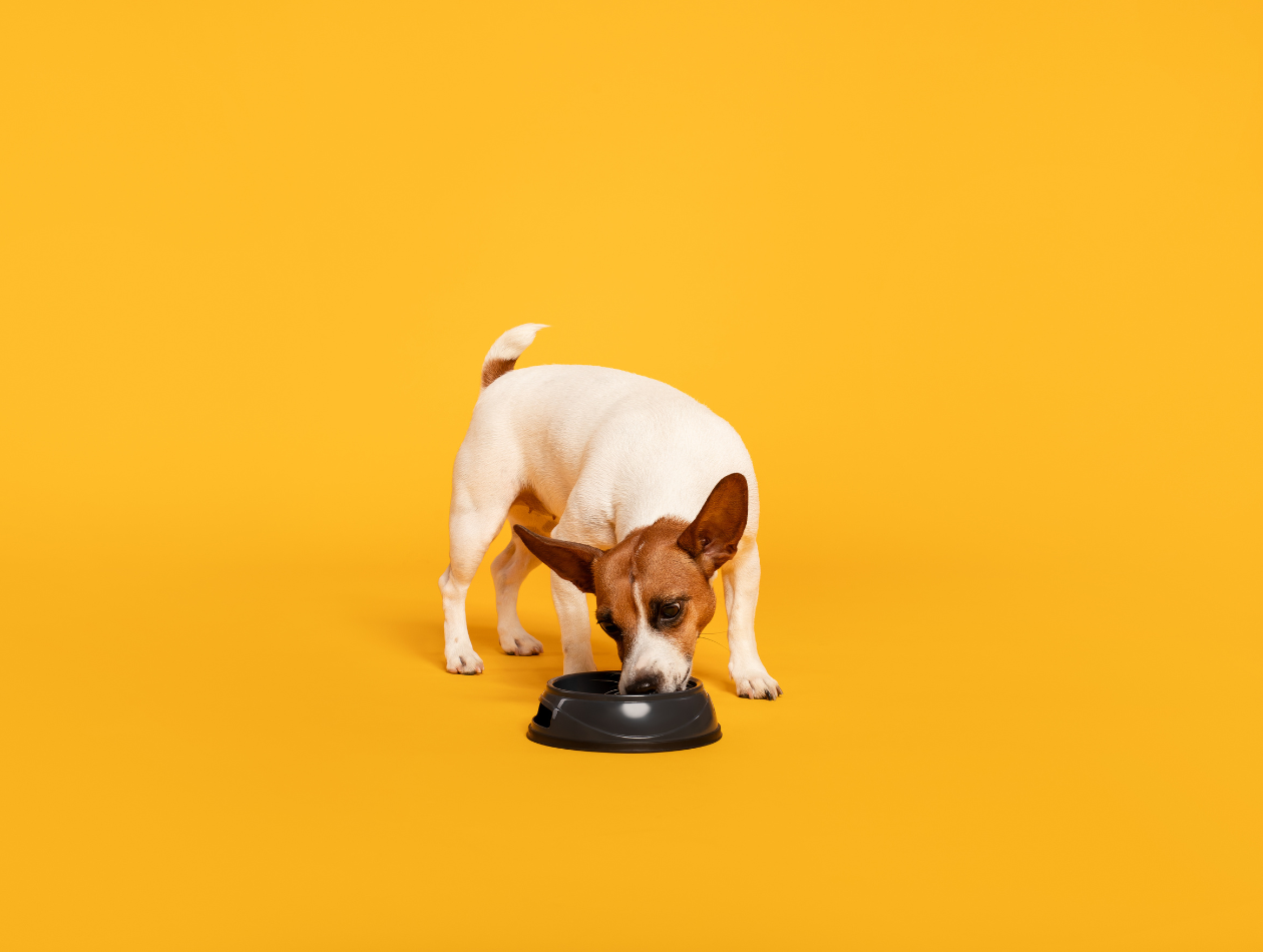 Wie Sie die Futtermenge für Ihren Hund richtig berechnen