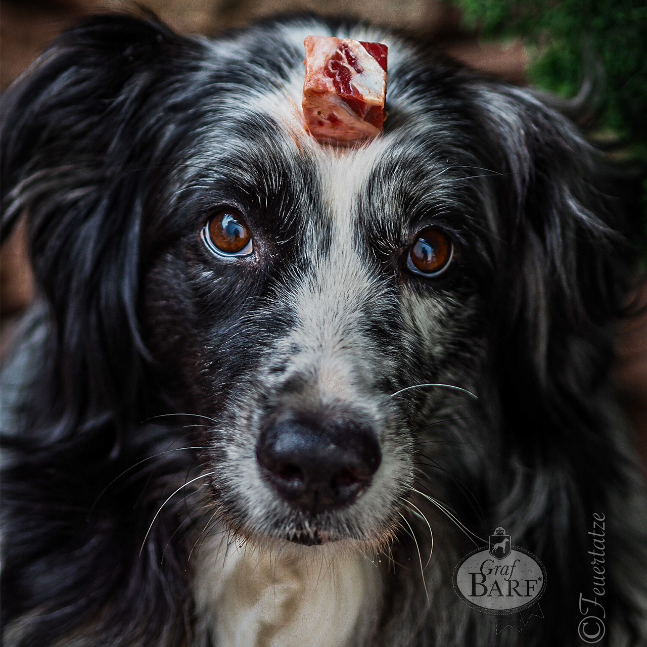 Graf Barf Futterumstellung Hund mit Fleischwürfel