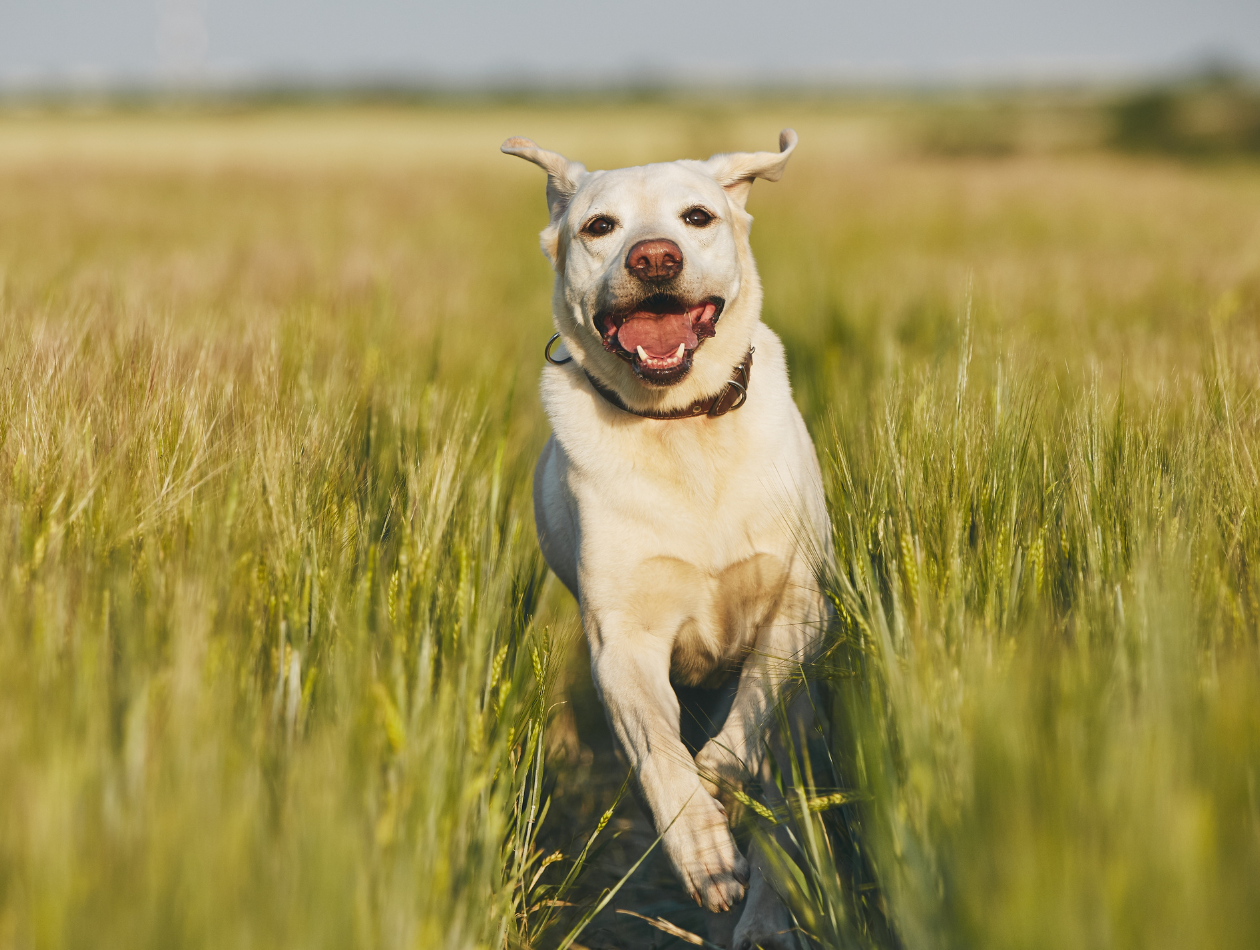 Freude Hund rennt durch eine Wiese