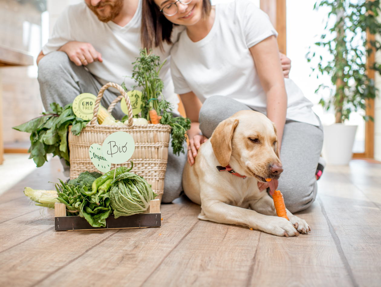 Was ist die gesündeste Ernährung für Hunde? Was ist die gesündeste Ernährung für Hunde?