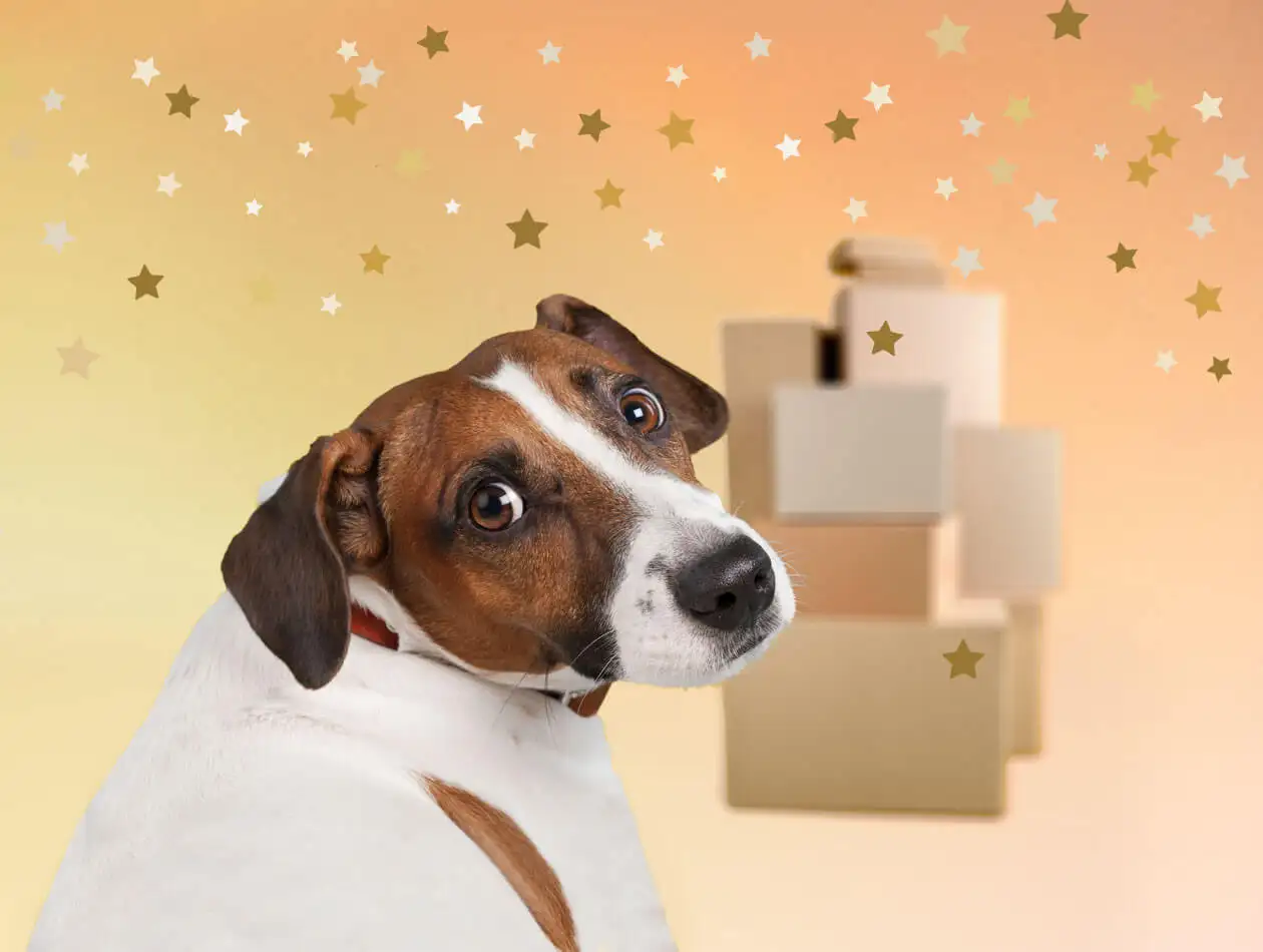 Ein Hund freut sich auch über Weihnachtspakete Ein Hund schaut über eine Schulter direkt in die Kamera