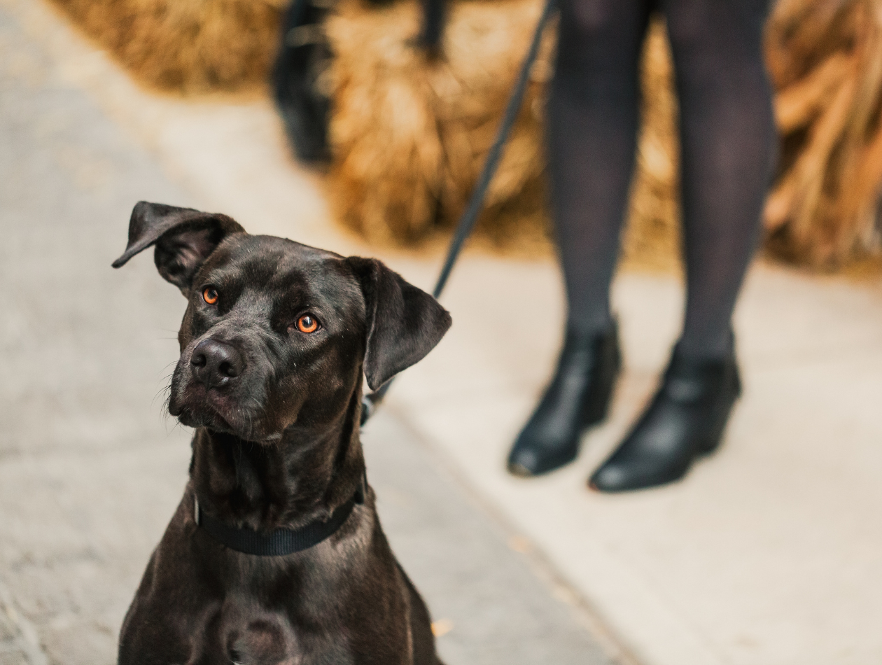 BARF für Anfänger: So gelingt der Einstieg in die Rohfütterung