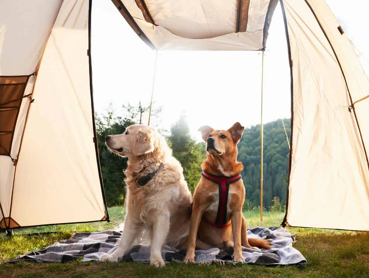 Welcher Hund passt zu mir Zwei Hunde sitzen in einem Zelt auf einer Decke