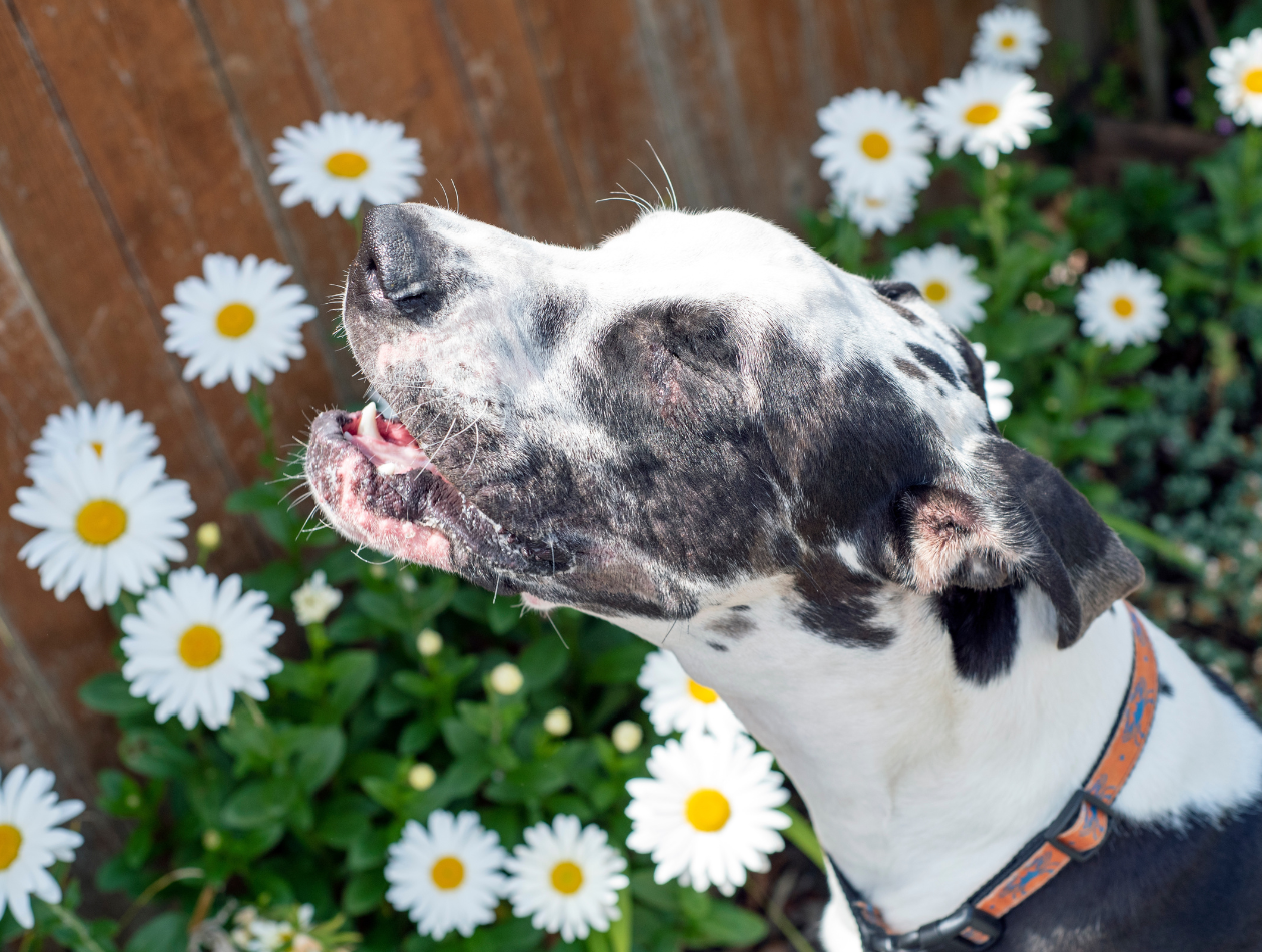 Unverträglichkeiten Hund vor Blumen