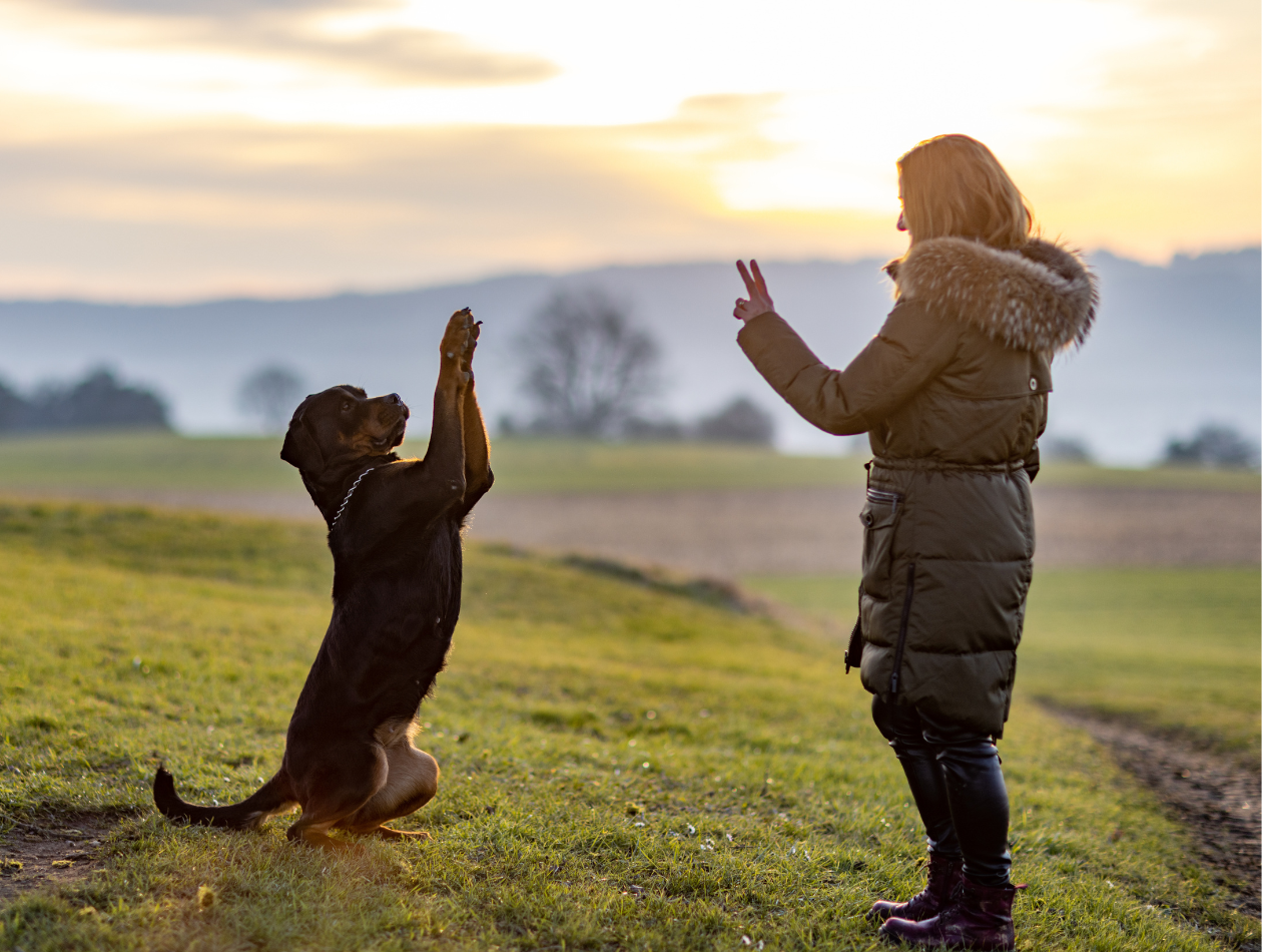Hund macht Männchen Hund macht Männchen