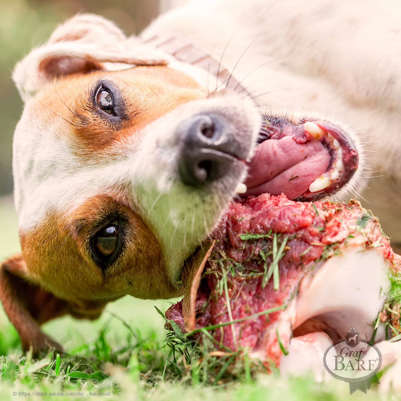 graf-barf-knochen-beim-barfen Hund kaut wild an einem Knochen