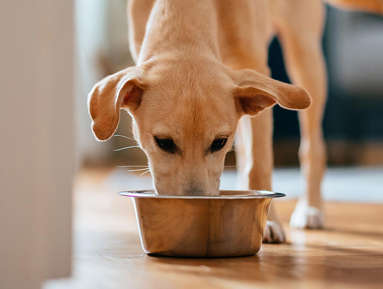 Nährreich und gesund Hund frisst aus Napf