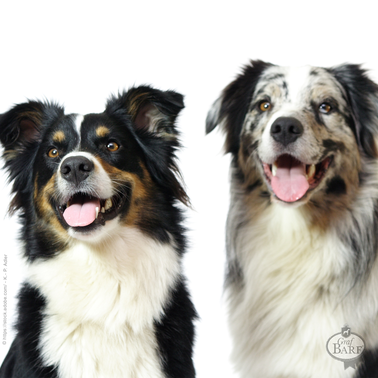 graf-barf-r-de-oder-h-ndin zwei Hunde
