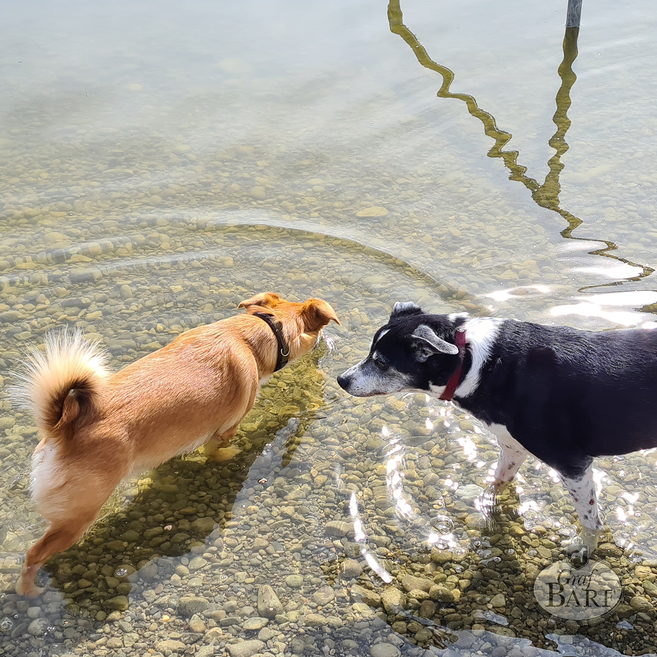 graf-barf-hundundkatzinle-2 zwei Hunde im seichten Wasser