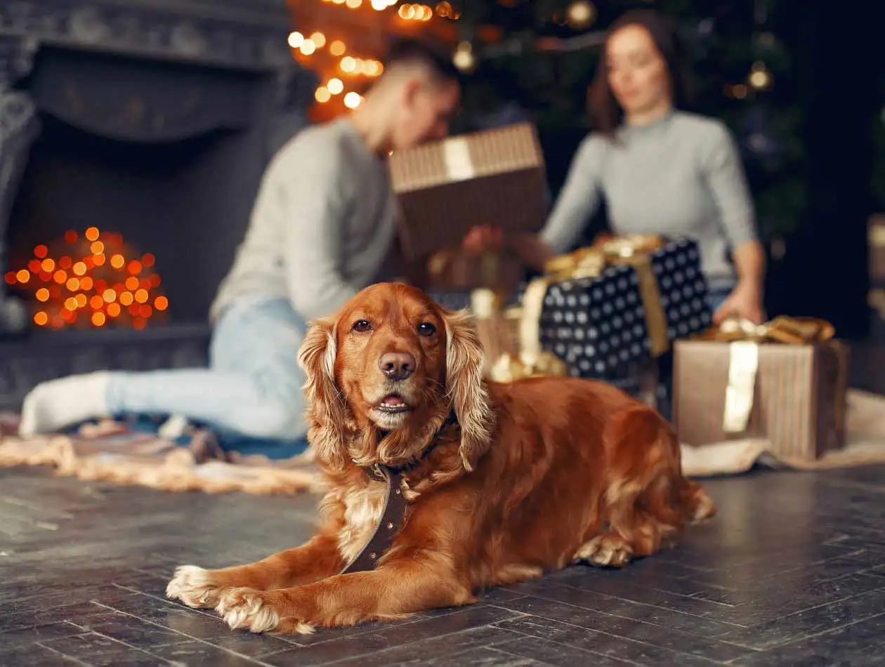 Weihnachtsgeschenke Hund wartet, während die Geschenke ausgepackt werden