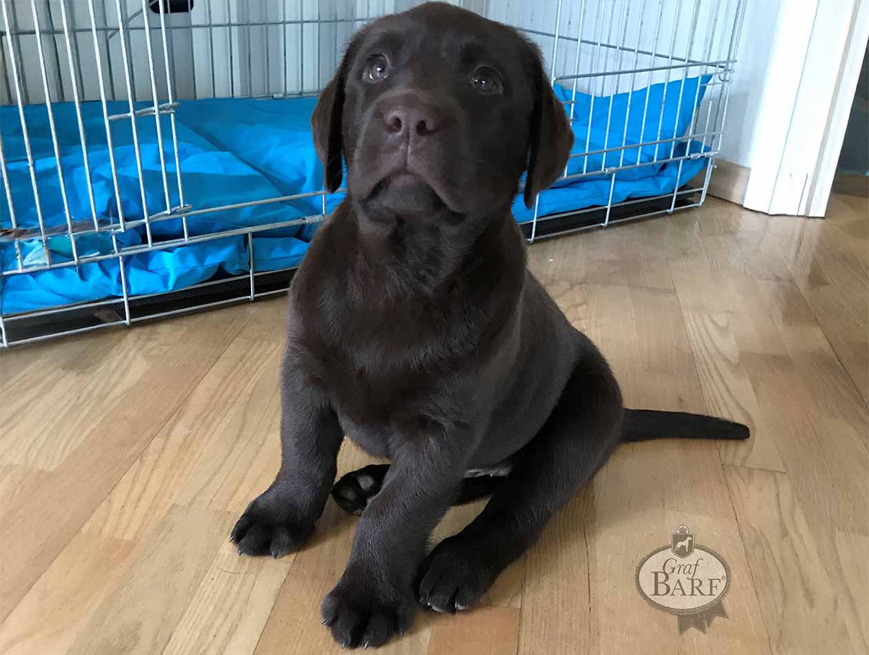 graf-barf-ein-welpe-zieht-ein Schwarzer Hundwelpe