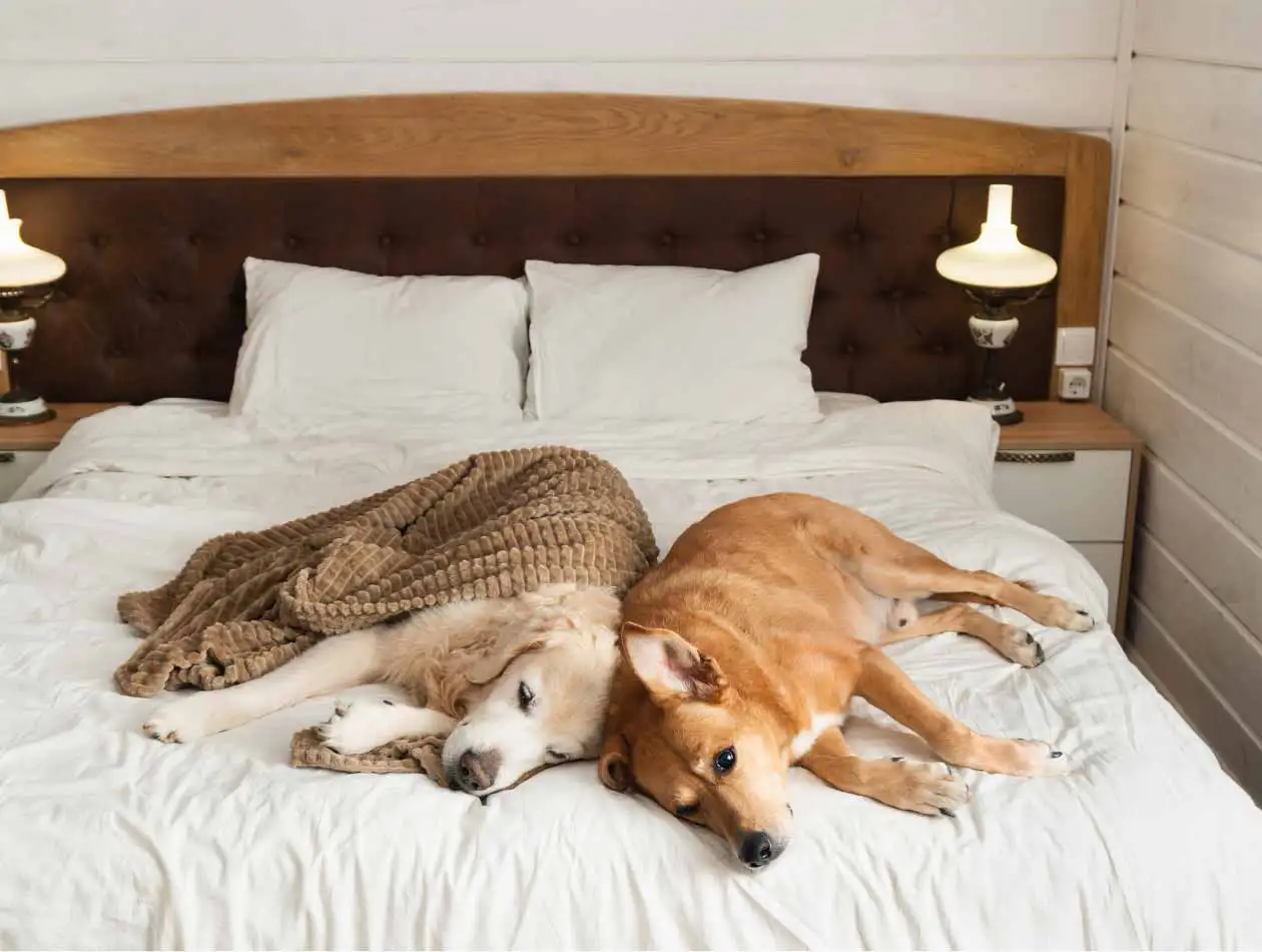 Mein Hund ist krank - was tun Zwei Hunde liegen auf einem Bett